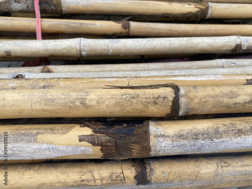 dry bamboo pole on the ground dry bamboo pole on the ground