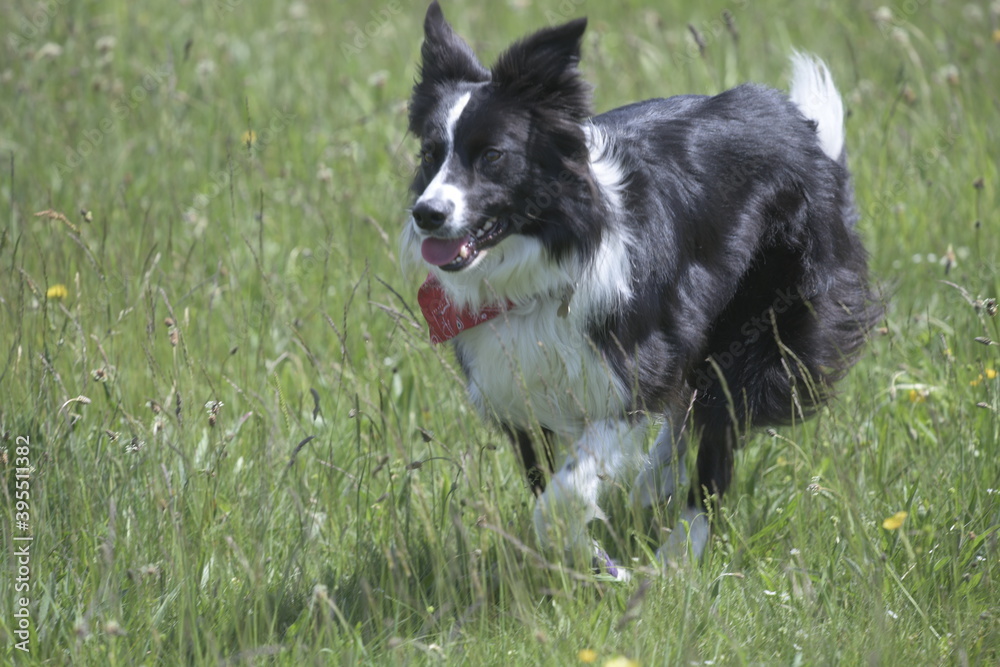 Black and white collie dog playing in wild flower meadow