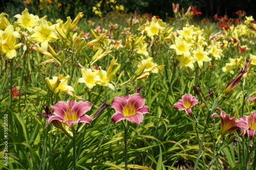 Yellow and pink flowers of daylilies in June