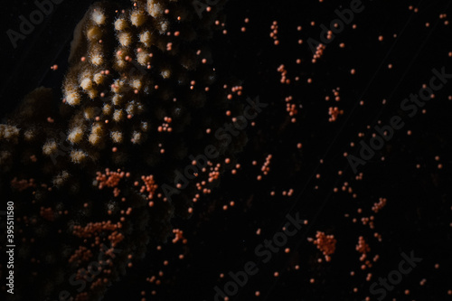 Bild auf Leinwand Eggs-sperm bundles floating over a coral
