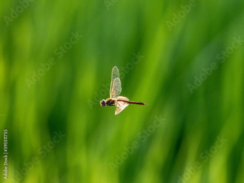 Obraz na plátne Selective focus shot of a wandering glider dragonfly