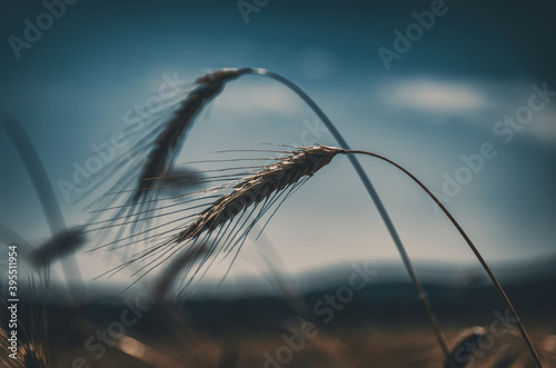 ears of wheat