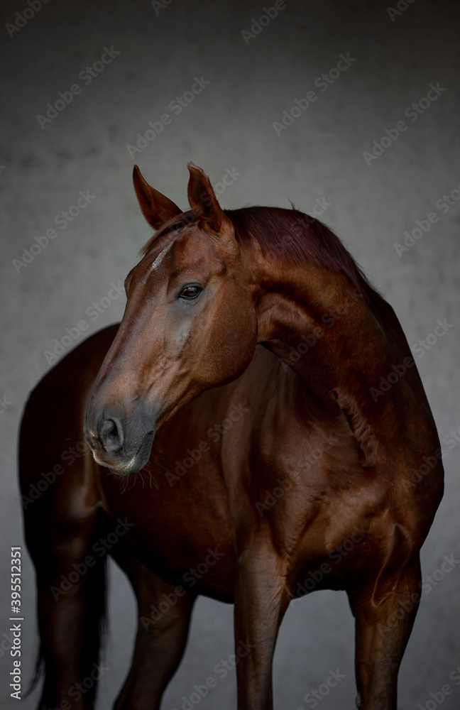 Beautiful horses on gray background Beautiful horses on gray background