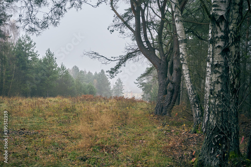 Fototapeta Naklejka Na Ścianę i Meble -  jesienne drzewa