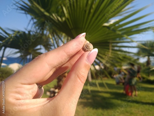 Snail and palm