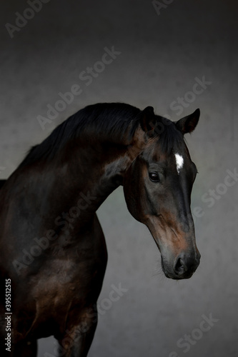 Fototapeta Naklejka Na Ścianę i Meble -  Beautiful horses on gray background