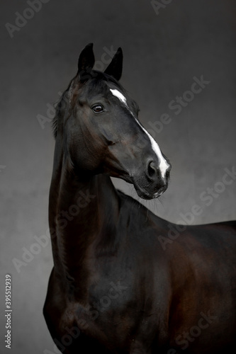 Beautiful horses on gray background