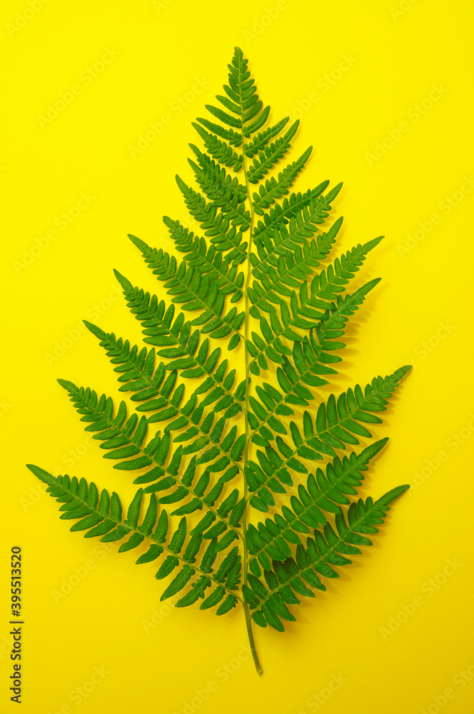 Green foerst fern leaves on a bright yellow background