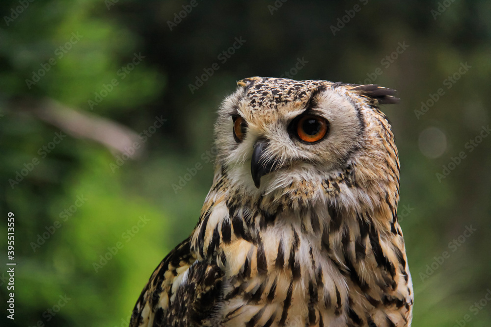 great horned owl