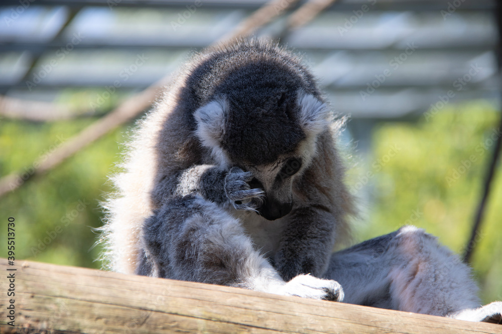 Fototapeta premium portrait of a ring tailed lemur