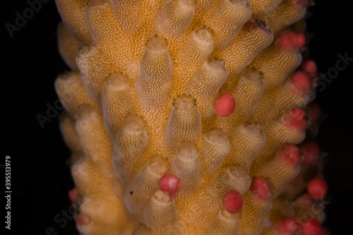 Bild auf Leinwand Egg-sperm bundles released during coral spawning of Acropora muricata