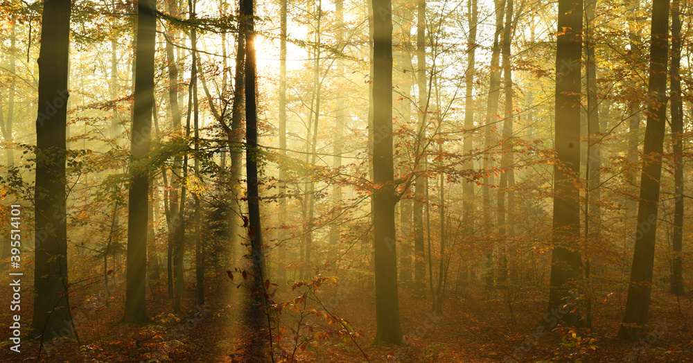 Fototapeta premium Beautiful autumn morning in the forest