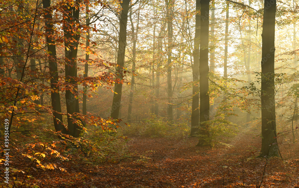 Fototapeta premium Beautiful autumn morning in the forest