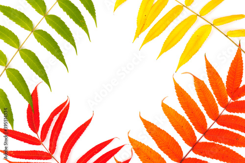 Wallpaper Mural Red, green and yellow leaves of smoouth sumac isolated on white background. Autmn concept. Space for text Torontodigital.ca