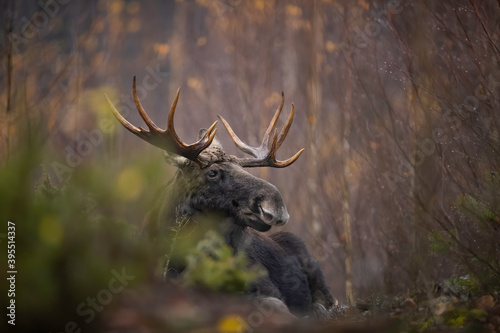 Canvas Print Moose in Biebrza National Park