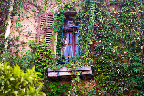Vintage closed window overgrown with grape leafs at dayliht. Up front selective focus