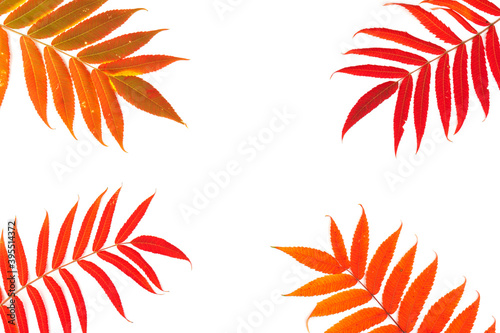 Wallpaper Mural Red, green and yellow leaves of smoouth sumac isolated on white background. Autmn concept. Space for text Torontodigital.ca