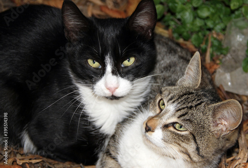 Canvas Print cats in love