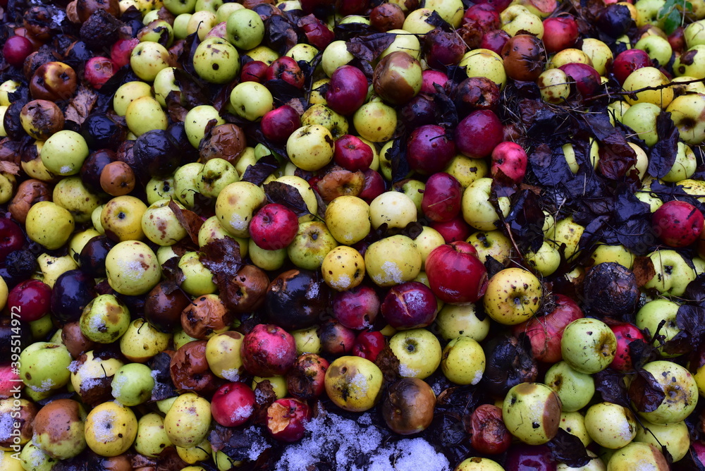 Rotten apples as discarded garbage lie on the ground. Bad apple and putrid fruits vegetable. Food Rubbish autumn harvest. Agriculture garbage waste background. Toxic fruit concept Rotten apples as discarded garbage lie on the ground. Bad apple and putrid fruits vegetable. Food Rubbish autumn harvest. Agriculture garbage waste background. Toxic fruit concept