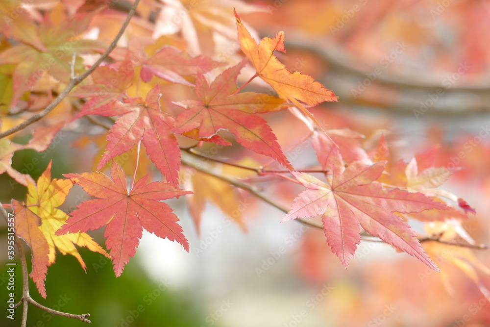 岐阜県 恵那峡 紅葉 岐阜県 恵那峡 紅葉