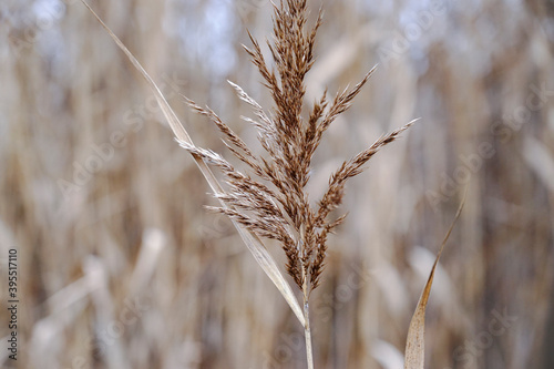 Dry autumn reeds. Reed texture