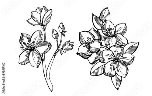 Sakura, cherry and apple flowers. Graphic black and white elements: branches with inflorescences and sakura flowers.