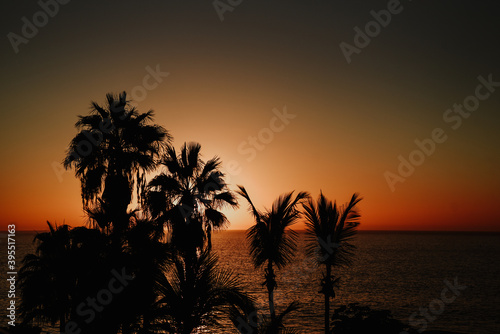 trees at sunset. Sunset on the beach with palm trees