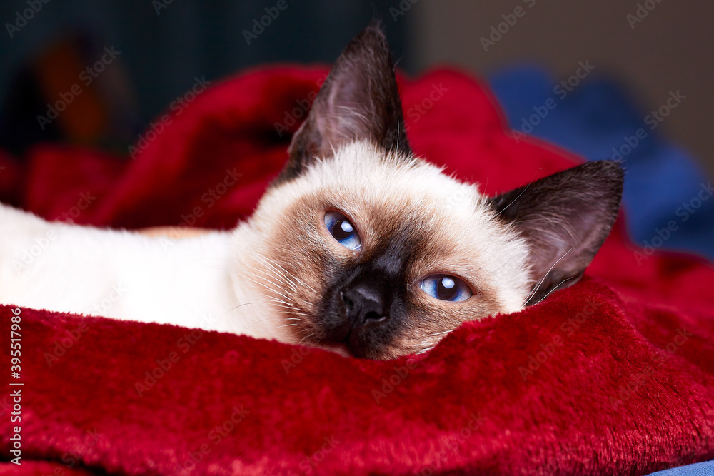 Close-up portrait of funny breed Mekong Bobtail kitten lying on a red bedspread