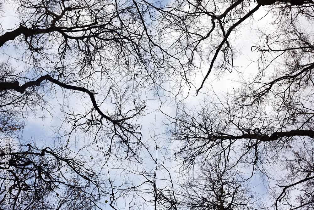 View of the crowns of trees without leaves from below to the sky. View of the crowns of trees without leaves from below to the sky.