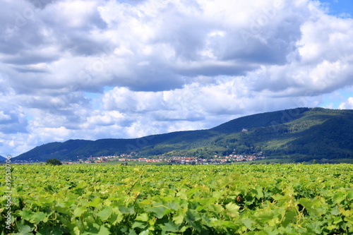 View from the vineyards around the villages rhodt unter rietburg, Hainfeld, Burrweiler, Weyher, Edenkoben, Edesheim on the german wine route in the palatinate