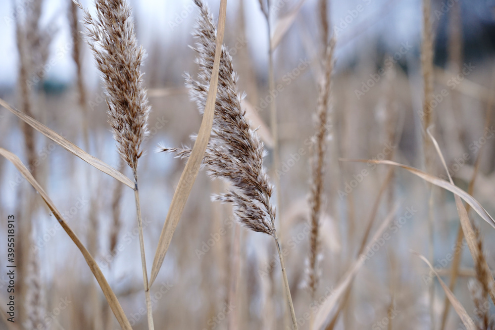 Dry autumn reeds. Reed texture Dry autumn reeds. Reed texture