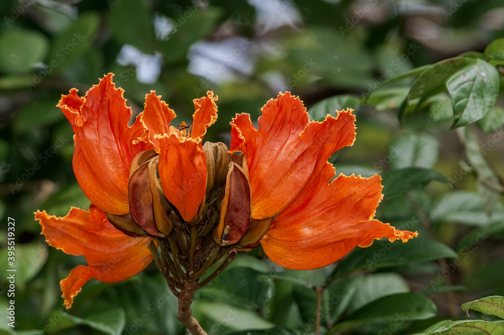 Invasive African Tuliptree (Spathodea campanulata) in garden, Nicaragua