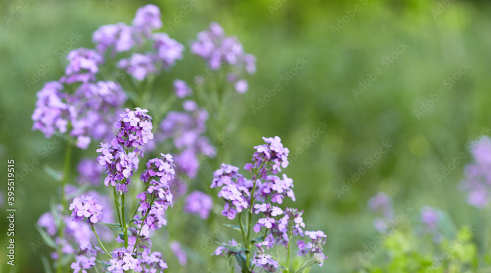 Fototapeta premium Green background with small purple flowers. Blurred background, selective focus. Photo wallpaper.