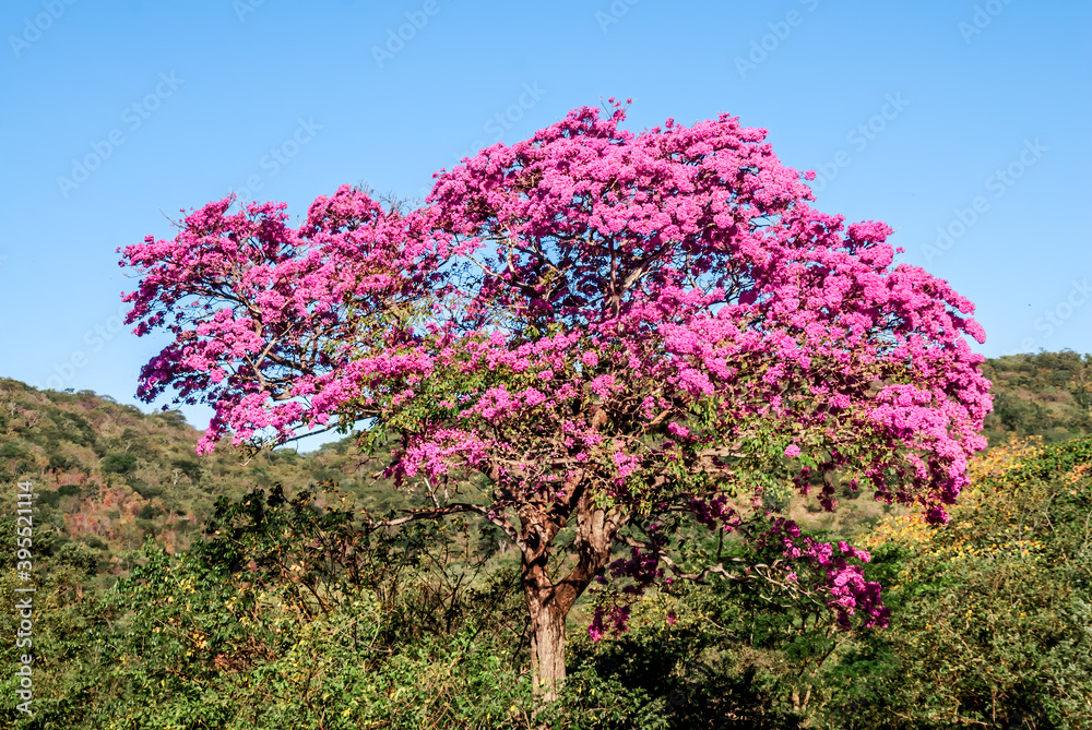 Rosy Trumpet Tree (Tabebuia rosea) Nicaragua