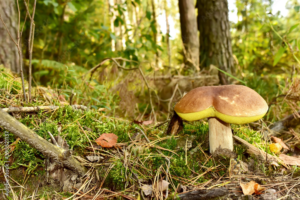 White mushroom in forest in autumn. Big boletus grows in the wildlife against the background of green moss. Porcini bolete mushrooms. Season for picked gourmet mushrooming White mushroom in forest in autumn. Big boletus grows in the wildlife against the background of green moss. Porcini bolete mushrooms. Season for picked gourmet mushrooming
