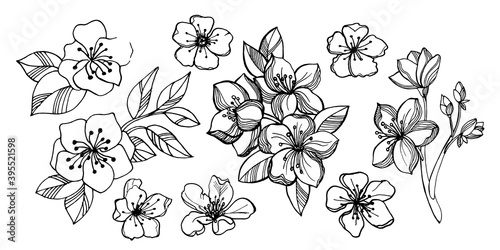 Sakura, cherry and apple flowers. Graphic black and white elements: branches with inflorescences and sakura flowers. Isolated on white background.