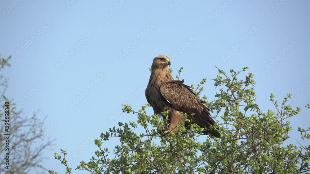 A large tawny eagle sits on top of a bush looking for prey A large tawny eagle sits on top of a bush looking for prey