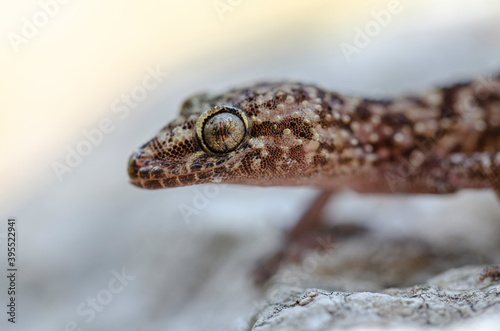 Grèce Crète Gecko Hemidactylus turcicus