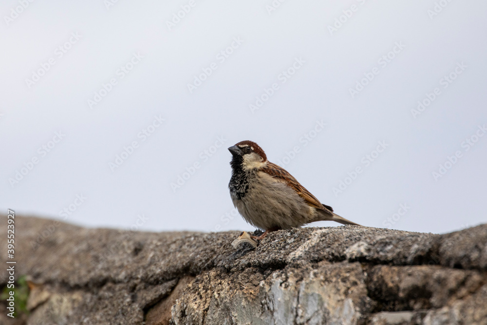 Naklejka premium Grèce Crète moineau cisalpin