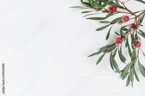 Australian native Hakea leaves and flowers on a white wooden background photographed from above. Composition frames the blank space to allow for copy.