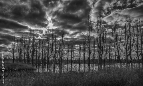 Black and white photo of bare tree silhouettes against a cloudy sky. The trees are on the edge of a lake. In the foreground is a reed bed.
