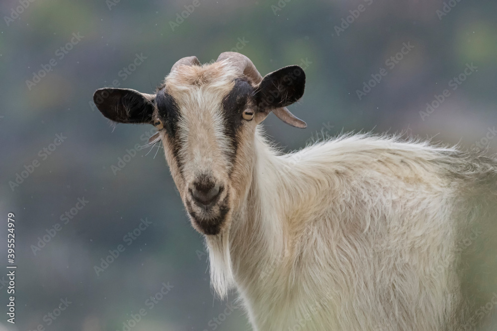 Fototapeta premium Grèce Crète Chèvre