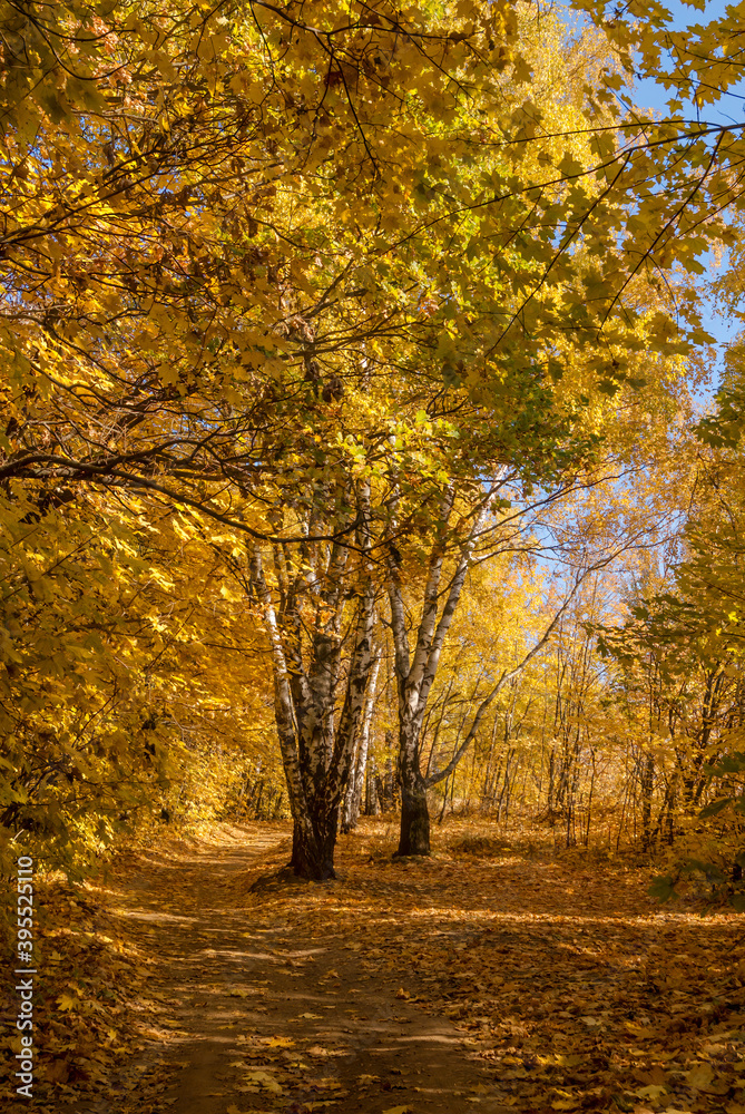 Fototapeta premium Golden fall. Silver Birch (Betula pendula) in deciduous forest in Central Russia