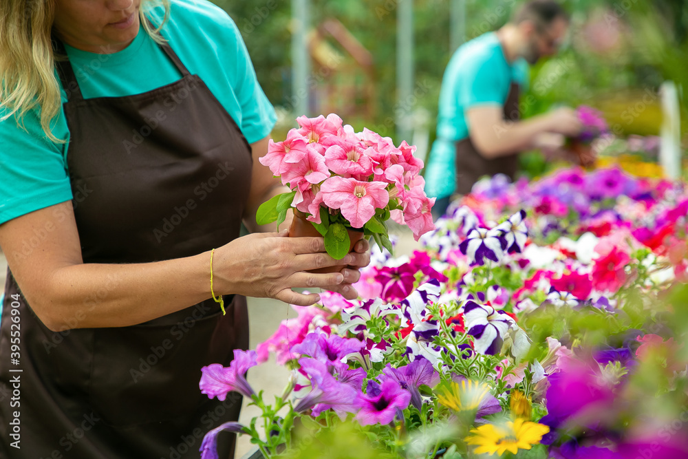 Unrecognizable blonde woman checking blooming flowers in pot. Professional gardeners in aprons working with blooming plants in greenhouse. Selective focus. Gardening activity and summer concept