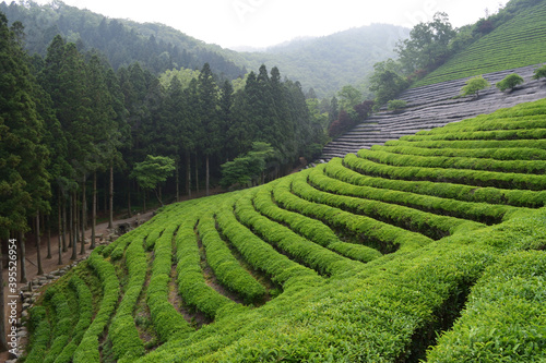 Green tea field in Boseong, South Jeolla Province, Korea
