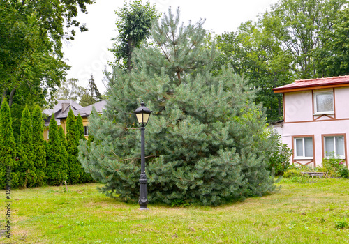 Fototapeta Naklejka Na Ścianę i Meble -  The ordinary pine, Pinus sylvestris Watereri grade grows in the park