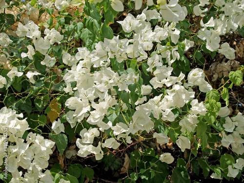 Flowering Bougainvillea, White Cascade photo