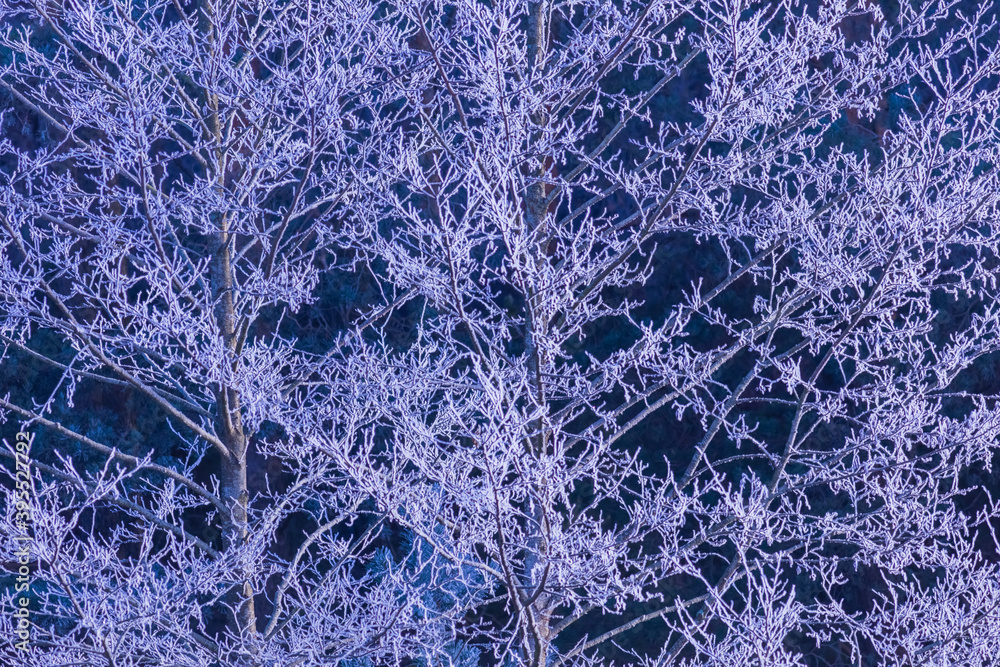 A totally frosted white branches, winter background A totally frosted white branches, winter background