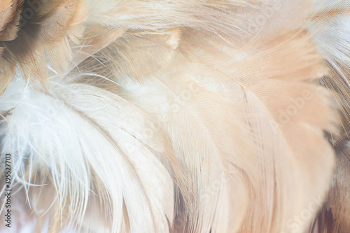 Fototapeta beżowe pióra