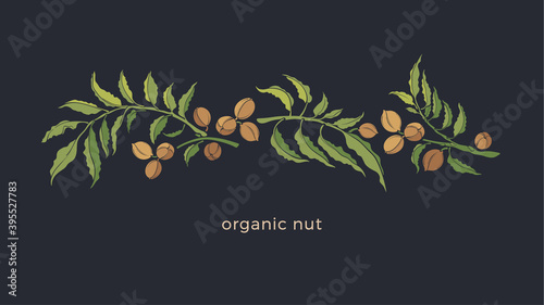 Pecan plant Vector color illustration Organic food